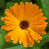 Крупный план красивого оранжевого цветка ноготк Calendula стоковые изображения Крупный план красивого оранжевого цветка ноготк Calendula стоковые изображения