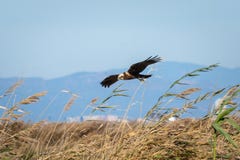 Летание и звероловство орла в природном парке Albufera, Валенсия, Испании Естественная предпосылка стоковое фото Летание и звероловство орла в природном парке Albufera, Валенсия, Испании Естественная предпосылка стоковое фото