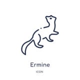 Линейный значок ermine от животных и собрания плана живой природы Тонкая линия вектор ermine изолированный на белой предпосылке e иллюстрация штока Линейный значок ermine от животных и собрания плана живой природы Тонкая линия вектор ermine изолированный на белой предпосылке e иллюстрация штока