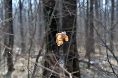 листья одиночные стоковые изображения листья одиночные стоковые изображения