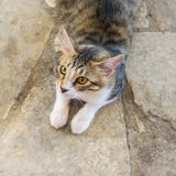 Молодой голодный кот Еда голодного милого кота ждать Портрет удивленного голодного кота стоковая фотография Молодой голодный кот Еда голодного милого кота ждать Портрет удивленного голодного кота стоковая фотография