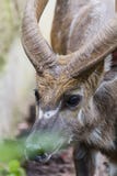 Молодой мужчина Kudu, главный конец вверх по съемке, красивому животному стоковые фото Молодой мужчина Kudu, главный конец вверх по съемке, красивому животному стоковые фото