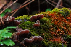 Молодые грибы, мхи и лишайники устрицы растут на упаденном дереве на крупном плане леса осени стоковая фотография rf Молодые грибы, мхи и лишайники устрицы растут на упаденном дереве на крупном плане леса осени стоковая фотография rf
