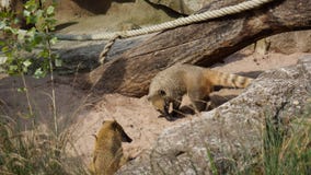 Медведь носа Амазонки Coatimundi ища еда стоковые фото Медведь носа Амазонки Coatimundi ища еда стоковые фото