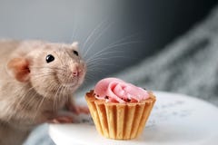 Милая усмехаясь причудливая крыса любимца и праздничный торт с мягкой розовой свирлью сливк перед серой предпосылкой с космосом э стоковые изображения rf Милая усмехаясь причудливая крыса любимца и праздничный торт с мягкой розовой свирлью сливк перед серой предпосылкой с космосом э стоковые изображения rf