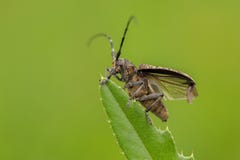 Небольшое бело--marmorated длинн-horned sutor Monochamus жука в чехии стоковое изображение Небольшое бело--marmorated длинн-horned sutor Monochamus жука в чехии стоковое изображение