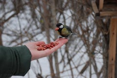 Небольшая желтая птица tomtit на арахисе взятий руки стоковое изображение rf Небольшая желтая птица tomtit на арахисе взятий руки стоковое изображение rf