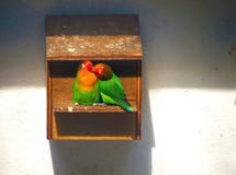 2 неразлучника наслаждаясь друг друга компанией в birdhouse стоковое изображение 2 неразлучника наслаждаясь друг друга компанией в birdhouse стоковое изображение