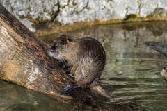 Нутрия, нутрии Myocastor, также известные как крыса или nutria реки стоковая фотография rf Нутрия, нутрии Myocastor, также известные как крыса или nutria реки стоковая фотография rf