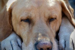 Полный спать собаки retriever labrador рамки стоковая фотография rf Полный спать собаки retriever labrador рамки стоковая фотография rf