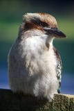 Портрет Kookaburra стоковые фото Портрет Kookaburra стоковые фото