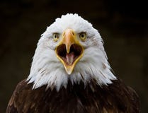 Портрет lat белоголового орлана Leucocephalus Haliaeetus стоковые изображения rf Портрет lat белоголового орлана Leucocephalus Haliaeetus стоковые изображения rf