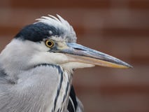 Портрет большей голубой цапли, herodias Ardea стоковое фото rf Портрет большей голубой цапли, herodias Ardea стоковое фото rf