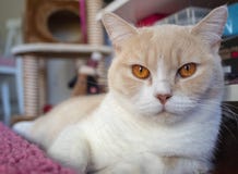 Портрет кота имбиря стоковые изображения Портрет кота имбиря стоковые изображения