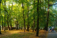 Парк осени на солнечный день стоковые изображения Парк осени на солнечный день стоковые изображения