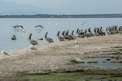 Пеликаны на береге моря Солтон стоковая фотография rf Пеликаны на береге моря Солтон стоковая фотография rf