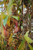 Плотоядные вися заводы кувшина - Nepenthes - ловушки насекомого стоковые фото Плотоядные вися заводы кувшина - Nepenthes - ловушки насекомого стоковые фото
