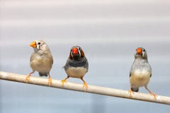 3 птицы зяблика на ветви прекрасные красочные отечественные птицы любимцев стоковое изображение 3 птицы зяблика на ветви прекрасные красочные отечественные птицы любимцев стоковое изображение