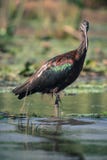 Птицы мира: Лоснистое falcinellus Ibis/Plegadis стоковое фото Птицы мира: Лоснистое falcinellus Ibis/Plegadis стоковое фото