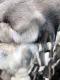 Продажа меха на рынке Куча меха овец и других животных кожа стоковые фотографии rf Продажа меха на рынке Куча меха овец и других животных кожа стоковые фотографии rf