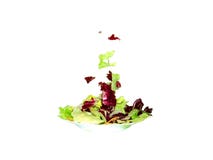 Салат айсберга с radicchio и морковью стоковая фотография Салат айсберга с radicchio и морковью стоковая фотография