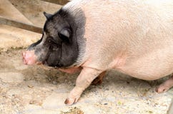 Свинья отрочества черно-белая bellied баком идет на пол стоковое фото Свинья отрочества черно-белая bellied баком идет на пол стоковое фото