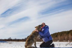 Серый волк целует девушку на губах Поле Snowy около леса стоковые изображения rf Серый волк целует девушку на губах Поле Snowy около леса стоковые изображения rf