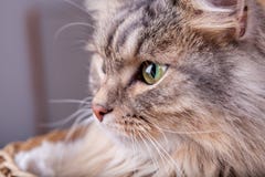 Сибирский кот смотрит из корзины к левой стороне стоковая фотография Сибирский кот смотрит из корзины к левой стороне стоковая фотография