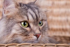 Сибирский кот смотрит из корзины к праву стоковое фото Сибирский кот смотрит из корзины к праву стоковое фото