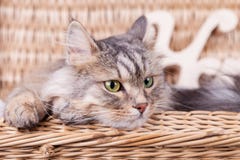 Сибирский кот смотрит из корзины к праву стоковые изображения rf Сибирский кот смотрит из корзины к праву стоковые изображения rf