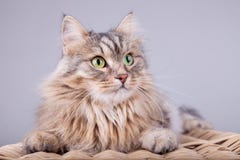 Сибирский кот смотрит из корзины к праву стоковая фотография Сибирский кот смотрит из корзины к праву стоковая фотография