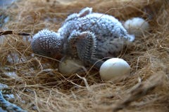 Яйца budgie и попугая 4 дней старые в гнезде стоковые изображения Яйца budgie и попугая 4 дней старые в гнезде стоковые изображения
