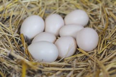 Яйца на гнезде сена в естественной корзине цыплят стоковые изображения Яйца на гнезде сена в естественной корзине цыплят стоковые изображения