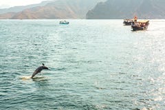 Скакать из дельфина и прогулочных катеров воды в Gulf of Oman стоковое изображение rf Скакать из дельфина и прогулочных катеров воды в Gulf of Oman стоковое изображение rf