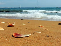 Сломленные seashells на пляже Алгарве стоковое фото rf Сломленные seashells на пляже Алгарве стоковое фото rf