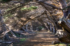 След через macrocarpa кипариса кипарисов Монтерей, Калифорния стоковые изображения rf След через macrocarpa кипариса кипарисов Монтерей, Калифорния стоковые изображения rf