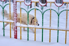 Сторожевой пес за обнесет забором снег стоковое изображение Сторожевой пес за обнесет забором снег стоковое изображение