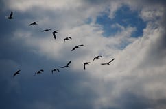 Стадо пеликанов в v образовании стоковое изображение Стадо пеликанов в v образовании стоковое изображение