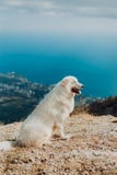 Счастливая жизнерадостная белая собака, собака чабана Abruzzi Maremma сидит в горах Взгляд моря и города Посмотрите вперед стоковое фото rf Счастливая жизнерадостная белая собака, собака чабана Abruzzi Maremma сидит в горах Взгляд моря и города Посмотрите вперед стоковое фото rf