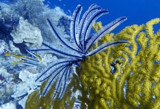 Яркий желтый коралл вентилятора Gorgonian с пером Crinoid на подсказке в голубом океане стоковые фотографии rf Яркий желтый коралл вентилятора Gorgonian с пером Crinoid на подсказке в голубом океане стоковые фотографии rf