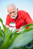 Усмехающся старшие, серые стержни с волосами, agronomist или фермера рассматривая мозоли завода, ища паразиты стоковые фотографии rf Усмехающся старшие, серые стержни с волосами, agronomist или фермера рассматривая мозоли завода, ища паразиты стоковые фотографии rf
