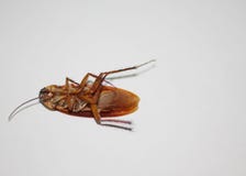 Тараканы на белой предпосылке стоковые фотографии rf Тараканы на белой предпосылке стоковые фотографии rf
