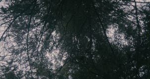 Темные ветви ели снятые вращая камерой в Карпат стоковые изображения Темные ветви ели снятые вращая камерой в Карпат стоковые изображения