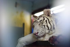 Тигр спать стоковые изображения Тигр спать стоковые изображения