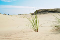 Трава растет на песках вертела Curonian след человека выходя в дюны стоковая фотография rf Трава растет на песках вертела Curonian след человека выходя в дюны стоковая фотография rf