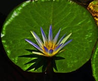 Цветки Nimpheas водные стоковая фотография rf Цветки Nimpheas водные стоковая фотография rf