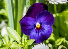 Цветки pansy wittrockiana Виола голубые с зеленым цветом стоковые фото Цветки pansy wittrockiana Виола голубые с зеленым цветом стоковые фото