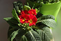 Цветки весны Primula красивые на windowsill дома стоковые изображения rf Цветки весны Primula красивые на windowsill дома стоковые изображения rf