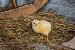 Цыплята в доме птицы Бройлеры цыпленка Промышленное производство съестного яичка Newborn желтые цыплята в гнезде сена вдоль всего стоковая фотография rf Цыплята в доме птицы Бройлеры цыпленка Промышленное производство съестного яичка Newborn желтые цыплята в гнезде сена вдоль всего стоковая фотография rf