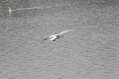 Чайка завиша над покрашенной руководством водой осени стоковое изображение Чайка завиша над покрашенной руководством водой осени стоковое изображение